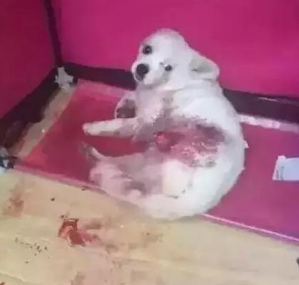 一个狗狗最新爆料视频在线观看,揭秘宠物界的秘密生活  第2张